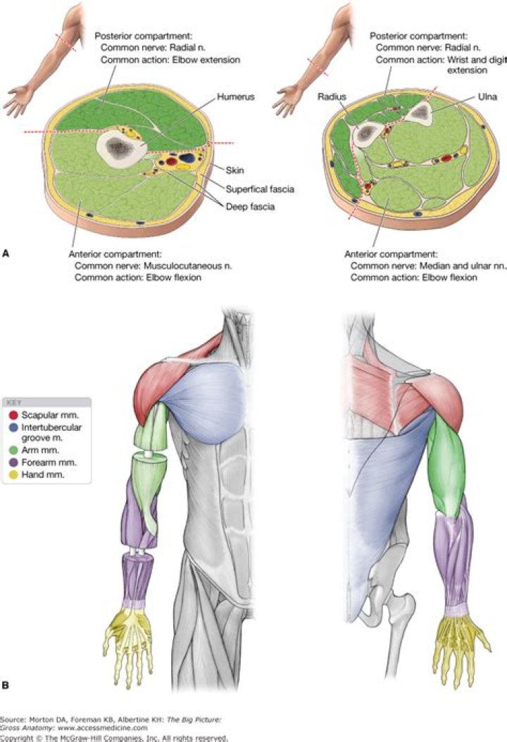 What are the compartments of the forearm?