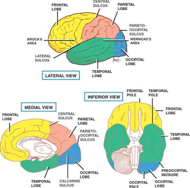 What are the convexities of the brain?