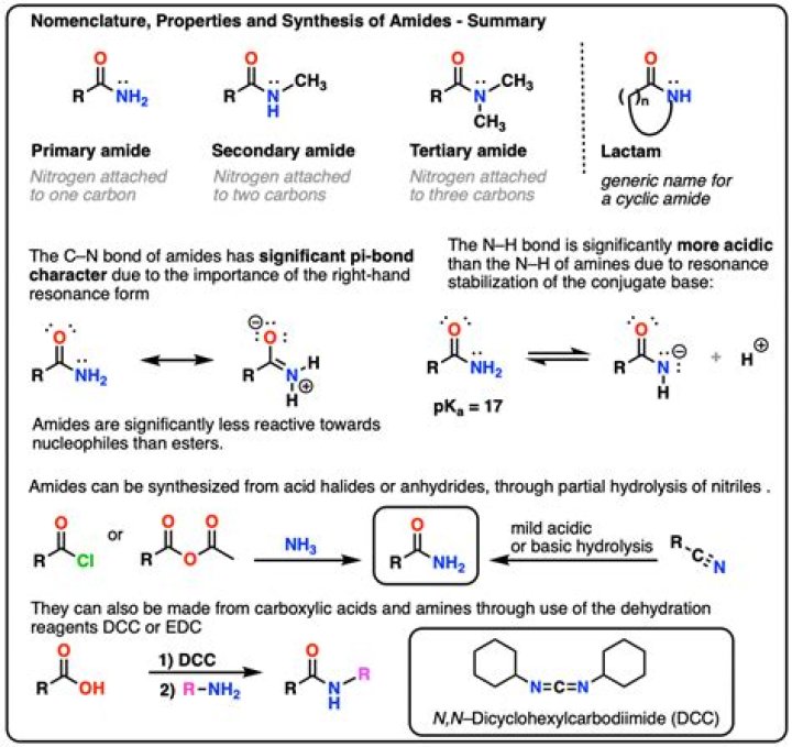 What are the examples of amides?