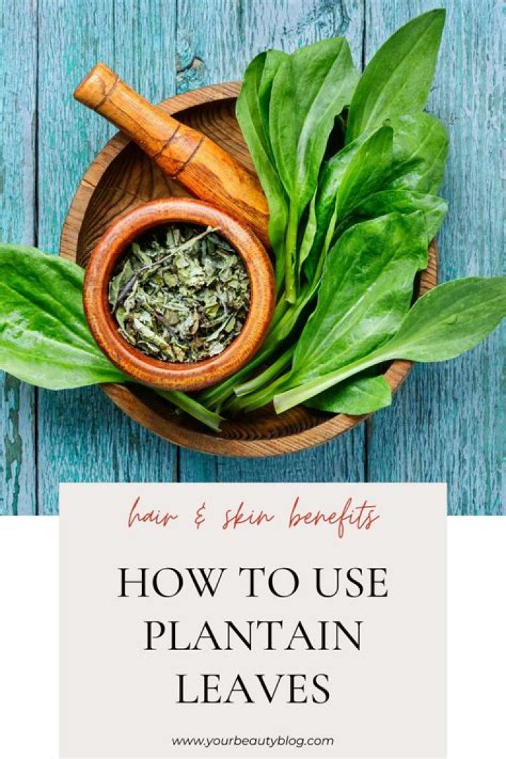 What are the health benefits of plantain leaves?