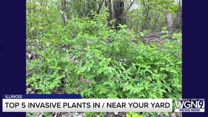 What are the invasive plants in Alabama?