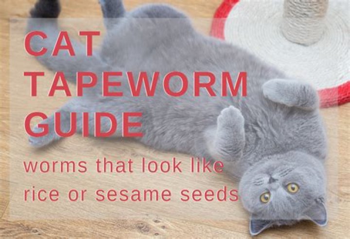 What are the little rice looking worms in cats?
