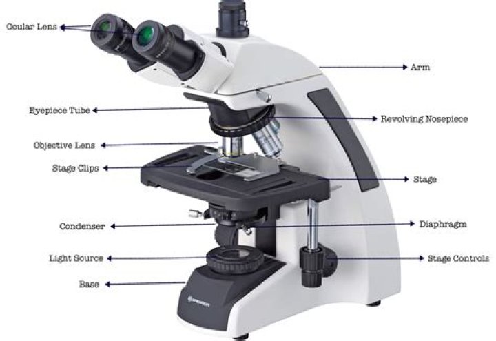 What are the main parts of the microscope and how do they work together?