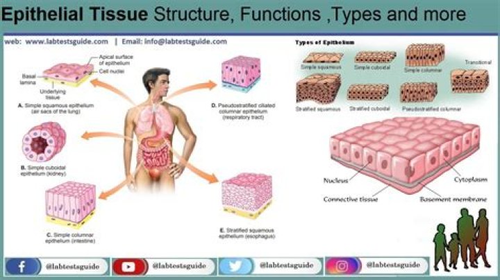 What are the major functions of epithelial tissue