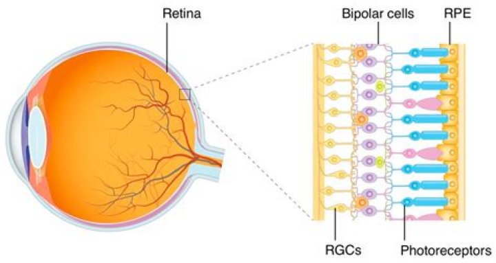 What are the on and off RGCs in the retina?