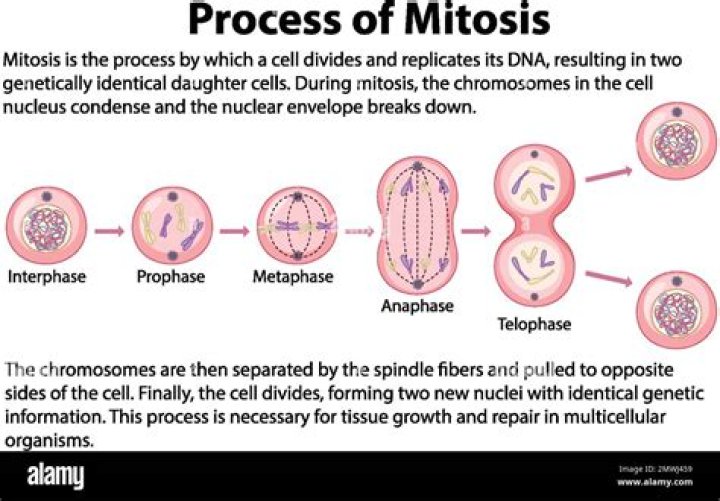 What are the phases of mitosis?
