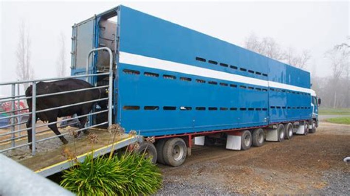 What are the things to consider in transporting animals prior to slaughter?
