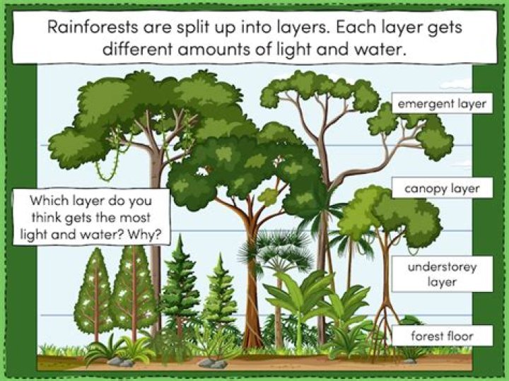 What are the three layers of a tropical rainforest