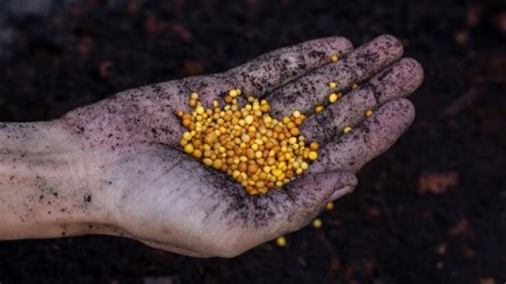 What are the yellow balls in my compost