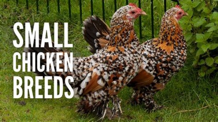 What breed of chicken makes the best pet?