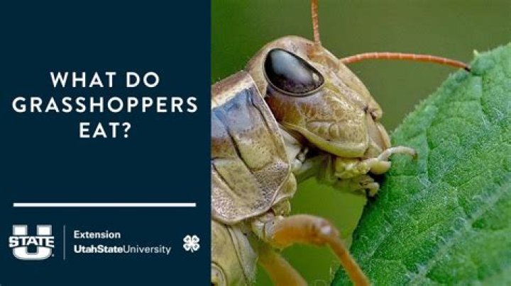 What can Grasshoppers do to humans