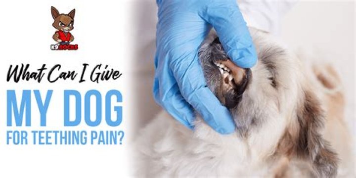 What can I give my puppy for teething pain?