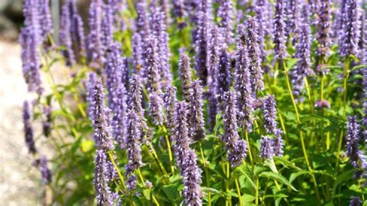 What can I plant with Agastache