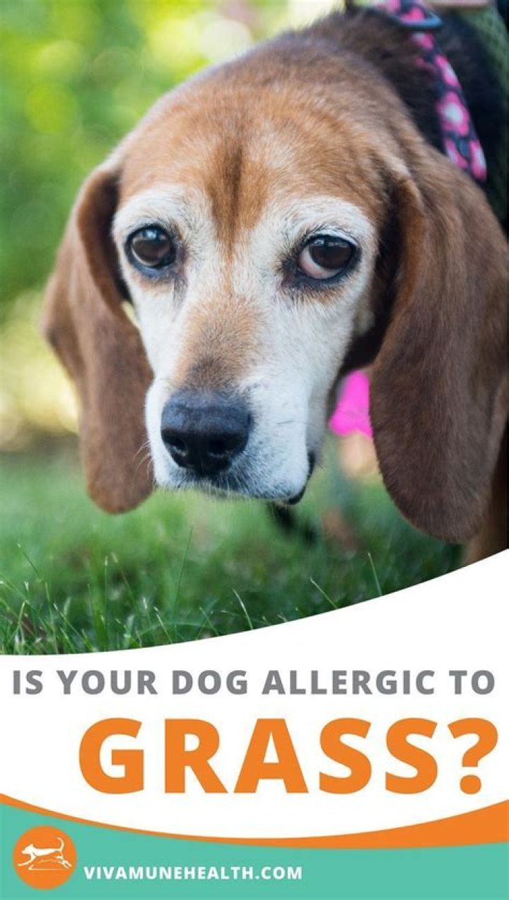 What can you give a dog who is allergic to grass?