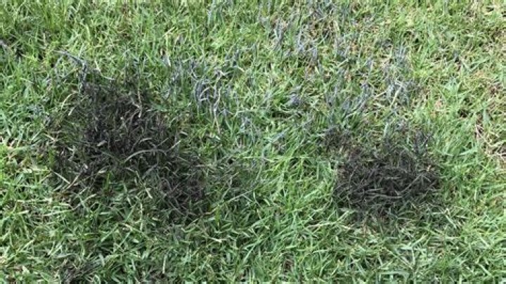 What causes black mold on grass