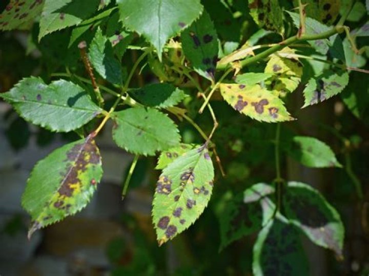 What causes brown spots on my rose bush leaves