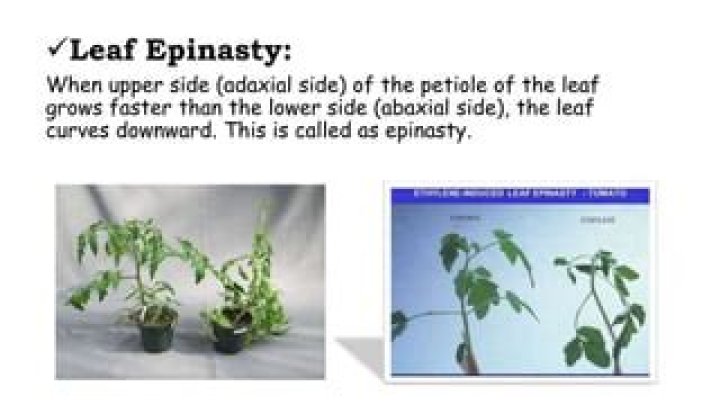 What causes epinasty?