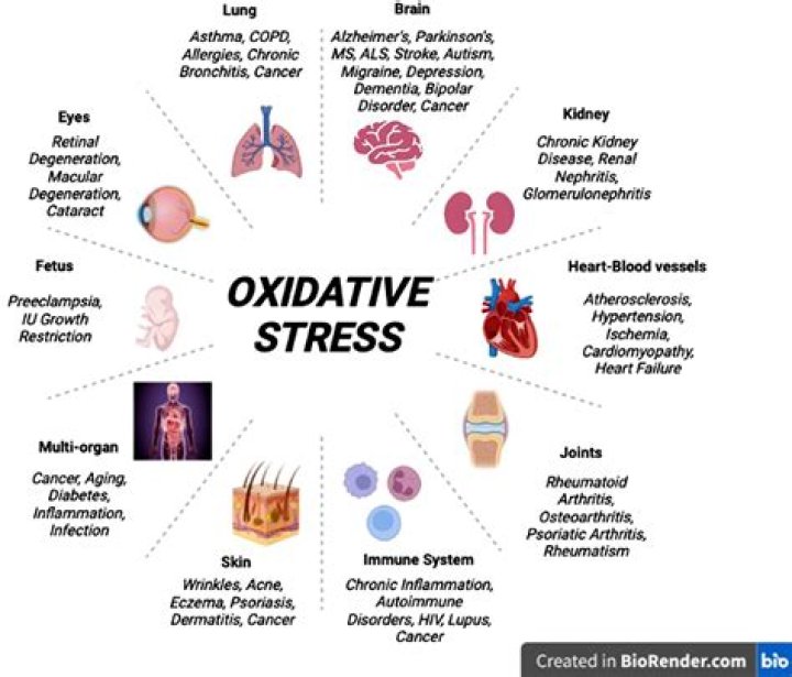 What causes oxidative stress in the brain?