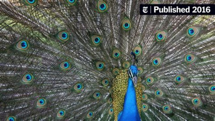 What causes Peacocks to open their feathers?