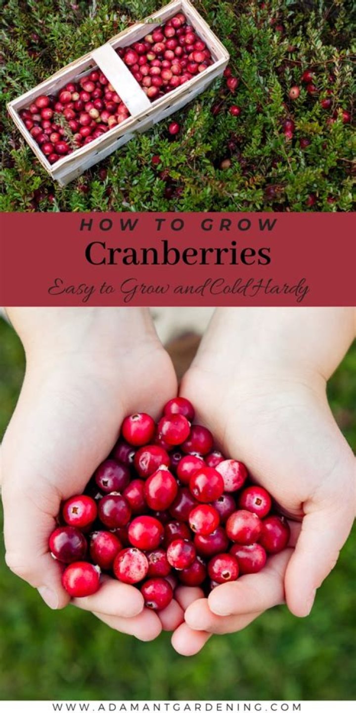 What countries grow cranberries? | ContextResponse.com