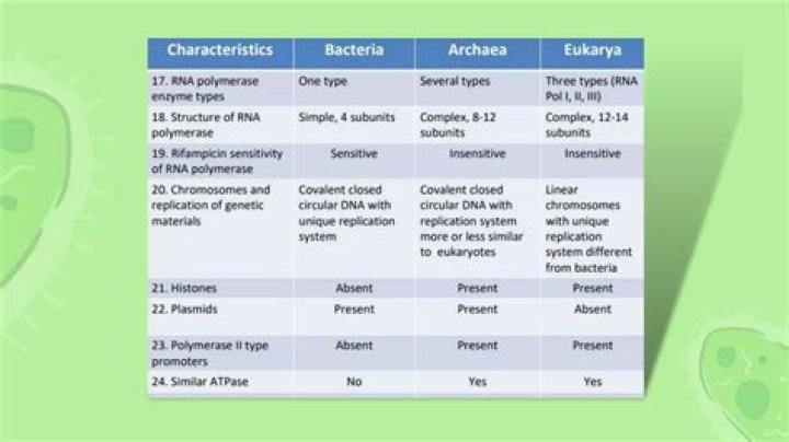 What do archaebacteria and eubacteria have in common?