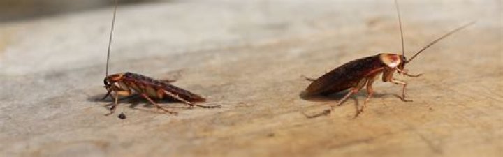 What do Australian cockroaches look like?