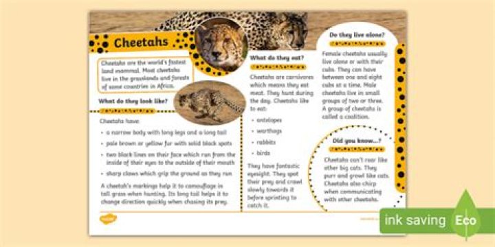 What do cheetahs eat facts for kids