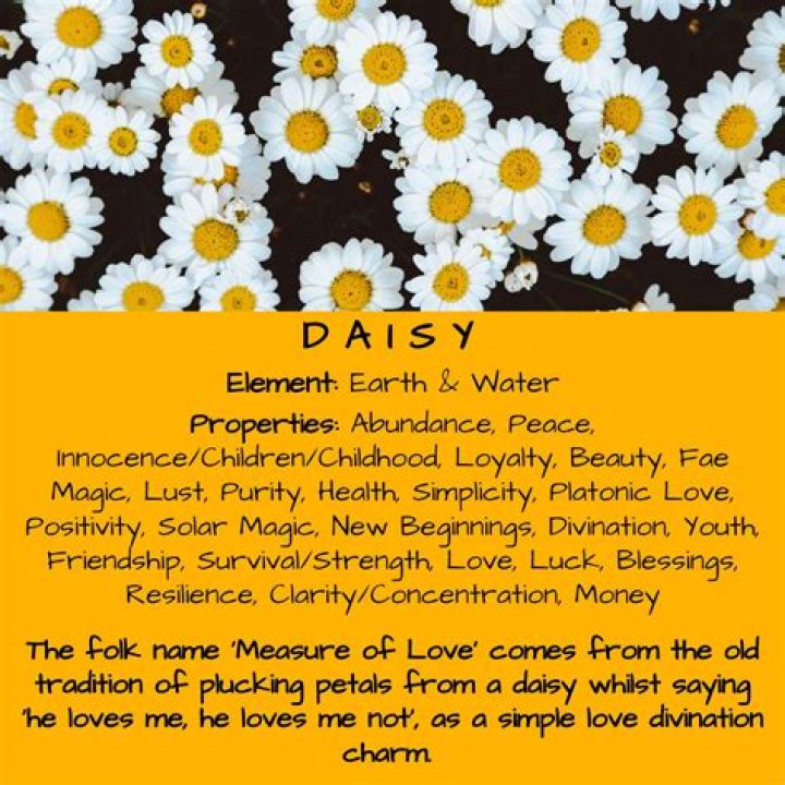 What do daisy flowers symbolize?
