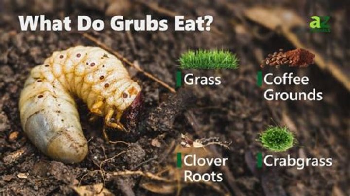 What do grubs feed on?