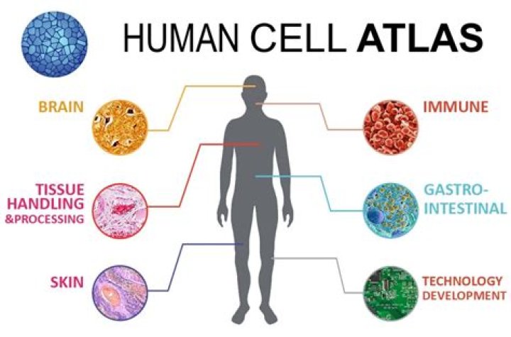 What do human cells contain