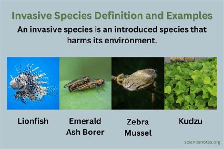 What do invasive species eat