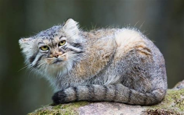 What do Margay look like?