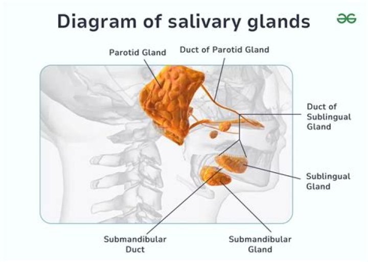 What do Sudoriferous glands produce?