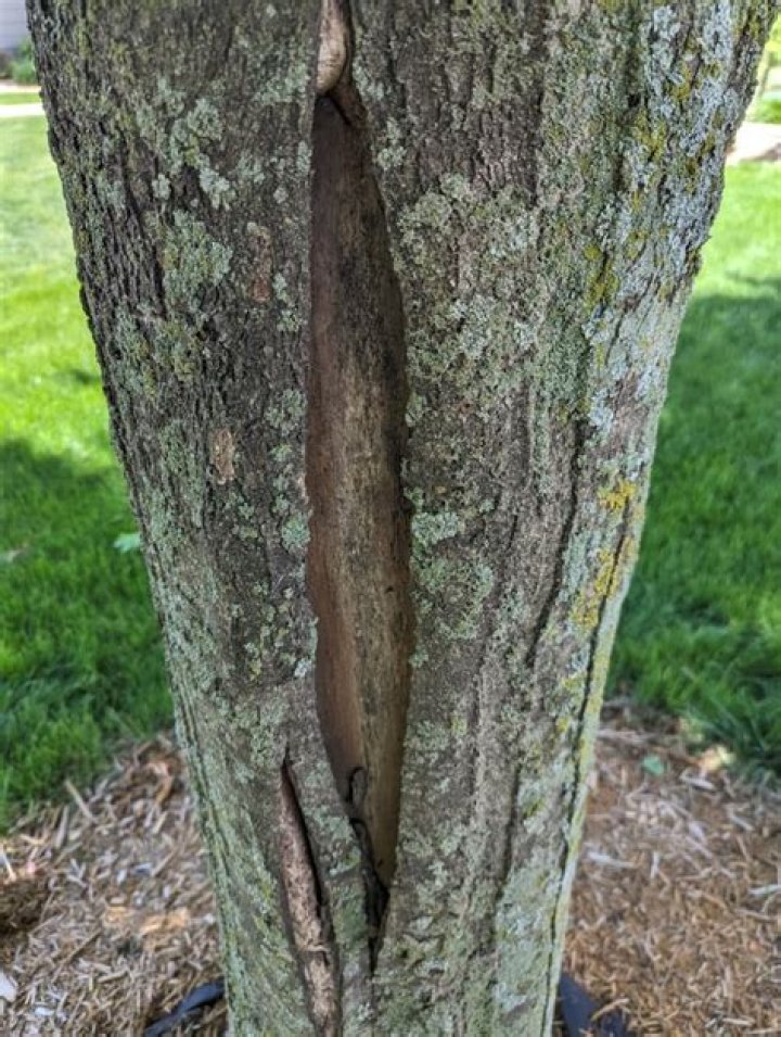 What do you do if a tree trunk is damaged?