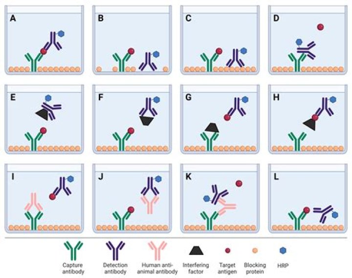 What does a His tag bind to?