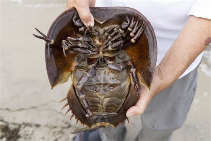What does a horseshoe crab do