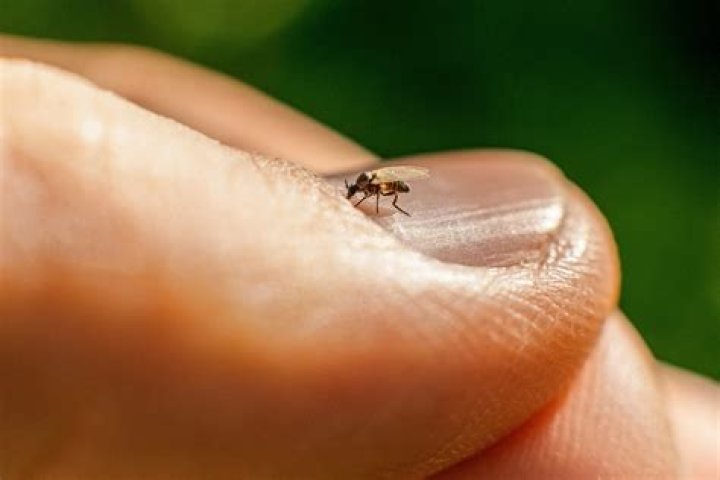 What does a midge fly imitate?