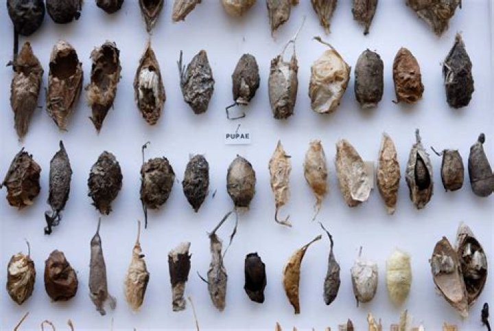 What does a psyllid look like