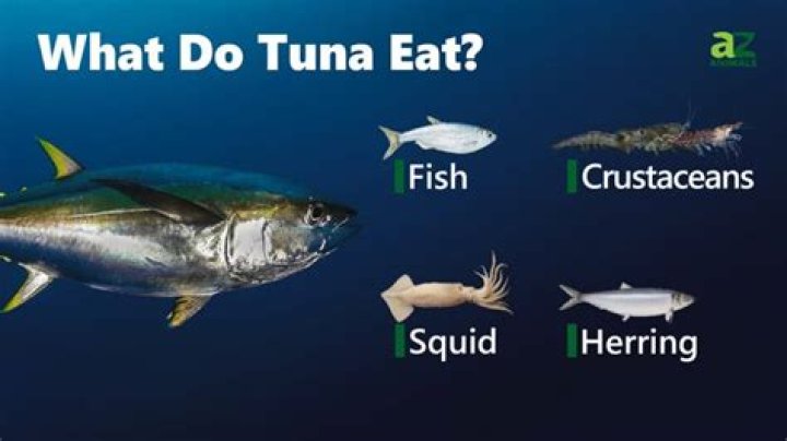 What does a tusk fish eat?