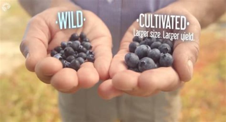 What does a wild blueberry look like?