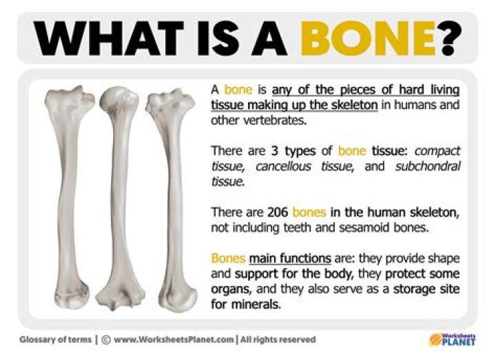 What does allograft bone mean?