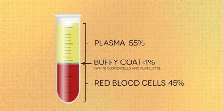 What does buffy coat mean in medical terms