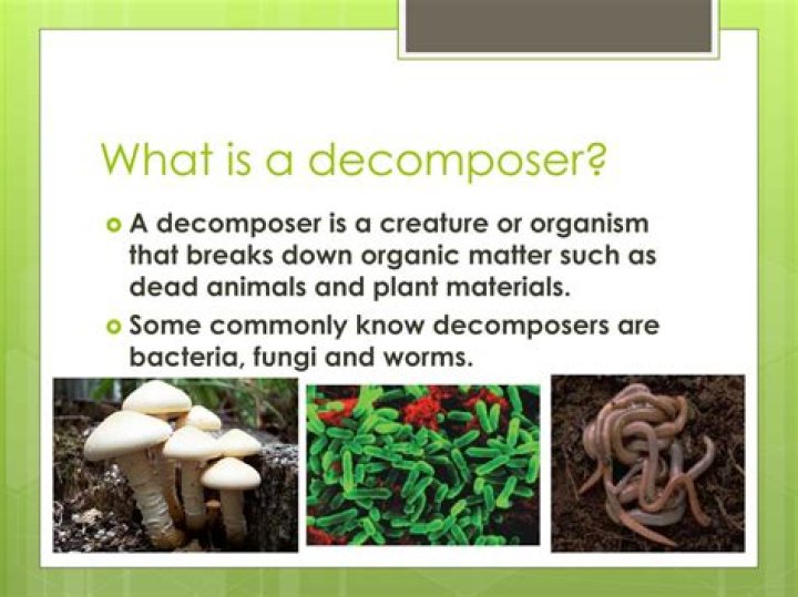 What does decomposers mean in science