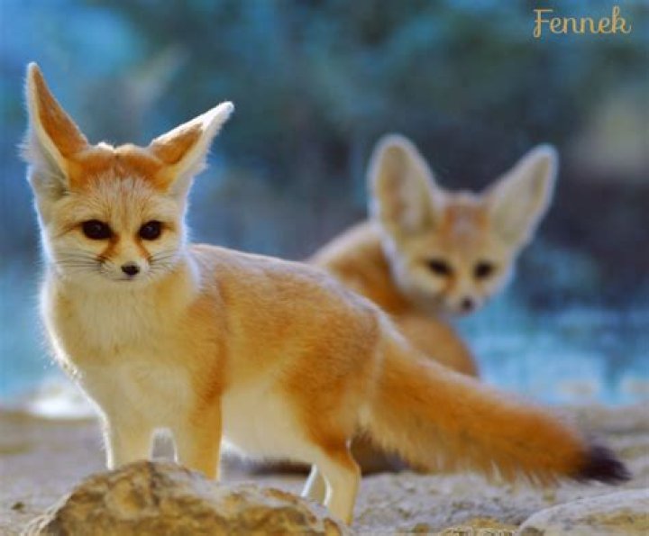 What does Fennec mean?