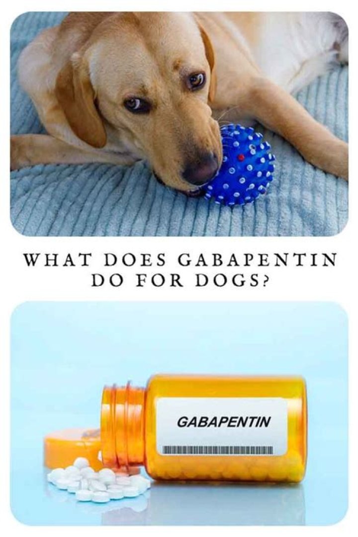 What does gabapentin do for dogs?