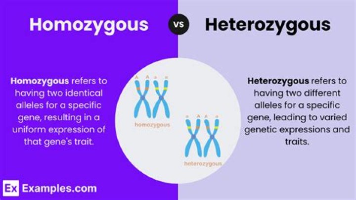 What does Hemizygous refer to?