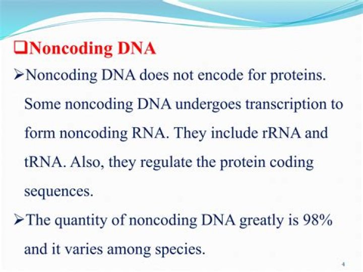 What does noncoding DNA do?