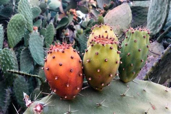 What does prickly pear fruit look like