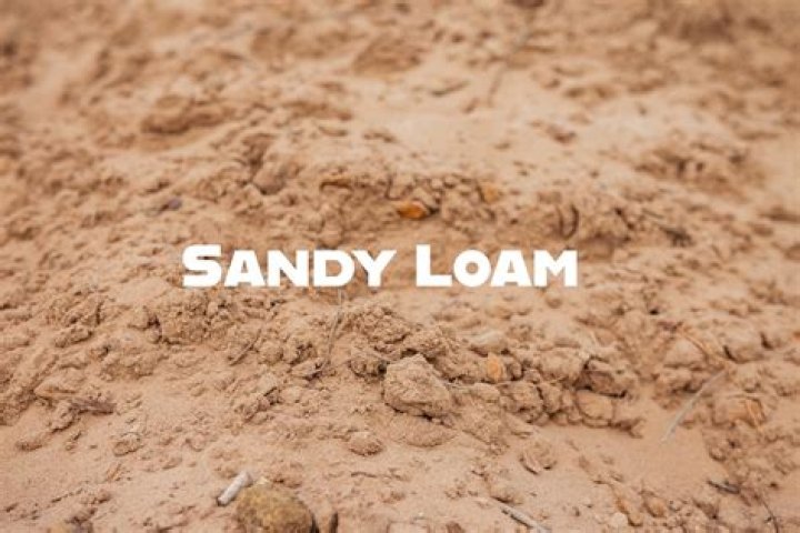 What does sandy loam look like