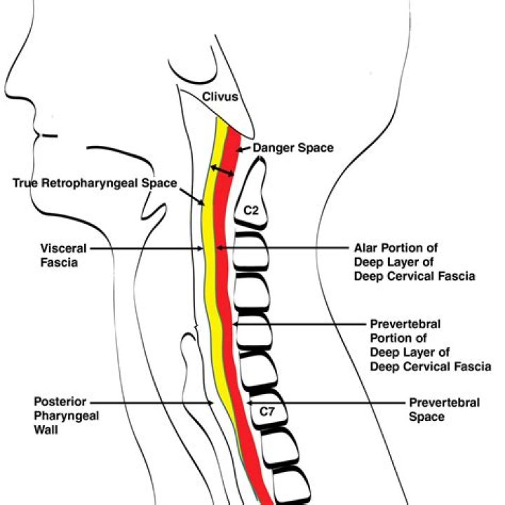 What does the Prevertebral fascia Enclose